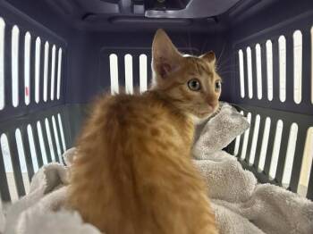 A383743 -  Domestic Short Hair Cat for Adoption in Ocala, Florida - A383743 | PetCurious