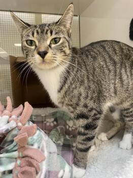 Scar -  Domestic Short Hair Cat for Adoption in Saint Paul, Minnesota - Scar | PetCurious