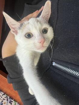 Callista -  Domestic Short Hair Cat for Adoption in Hilton Head Island, South Carolina - Callista | PetCurious