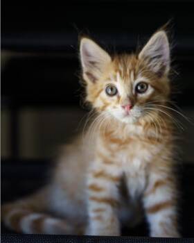 Simba -  Maine Coon and Domestic Long Hair Cat for Adoption in Lampasas, Texas - Simba | PetCurious