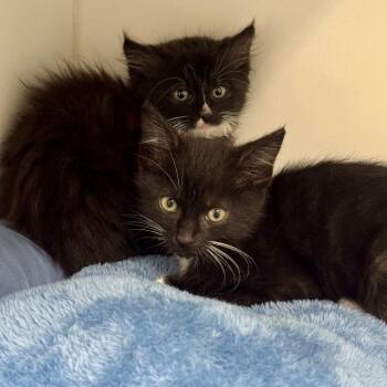 Domestic Long Hair Cats Available for Adoption in Long Beach, California - Sidney | PetCurious
