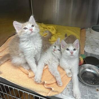 Domestic Long Hair Cats Available for Adoption in Pittsburgh, Pennsylvania - Asiago | PetCurious