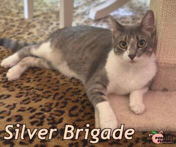 Rescue Domestic Short Hair Cats for Adoption in Douglasville, Georgia - Silver Brigade | PetCurious