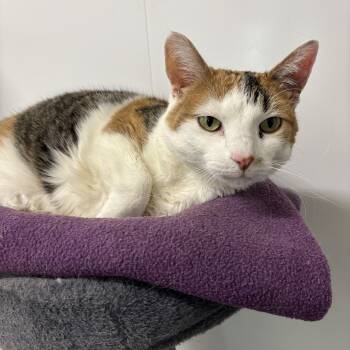 Domestic Short Hair Cats Available for Adoption in Richland Center, Wisconsin - Cici | PetCurious