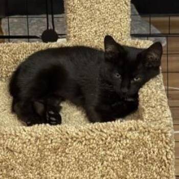 Garlic -  Domestic Short Hair Cat for Adoption in Denver, Colorado - Garlic | PetCurious