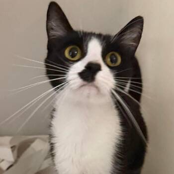 Domestic Long Hair Cats Available for Adoption in Washington, District Of Columbia - Jacqueline (16882) | PetCurious