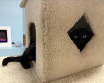 Domestic Short Hair Cats Available for Adoption in Chandler, Arizona - Pita Chips | PetCurious