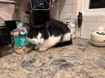 Domestic Short Hair Cats Available for Adoption in Long Beach, California - Milo | PetCurious