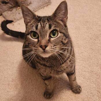 Mia -  Domestic Short Hair Cat for Adoption in Rossville, Georgia - Mia | PetCurious