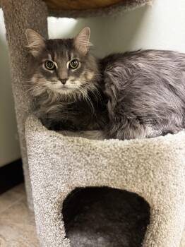 Domestic Long Hair Cats Available for Adoption in Mineral Point, Wisconsin - Mo | PetCurious