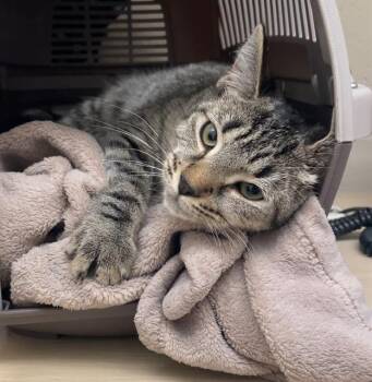 LIEUTENANT -  Domestic Short Hair Cat Available for Adoption in Barnstable, Massachusetts - LIEUTENANT | PetCurious