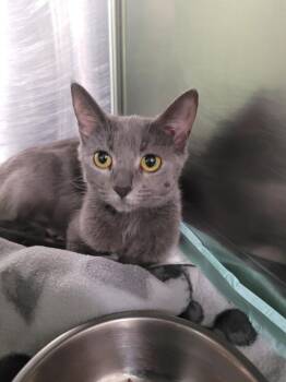 Moonlight -  Domestic Short Hair Cat for Adoption in Linton, Indiana - Moonlight | PetCurious