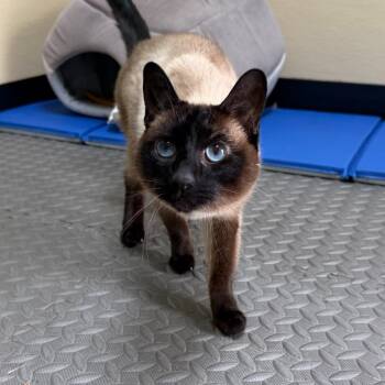 Lola -  Domestic Short Hair Cat for Adoption in State College, Pennsylvania - Lola | PetCurious