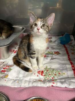 Cami -  Domestic Short Hair Cat for Adoption in Ona, West Virginia - Cami | PetCurious
