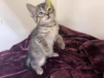 Rescue Tabby and Domestic Short Hair Cats for Adoption in Batesville, Arkansas - Crystal | PetCurious