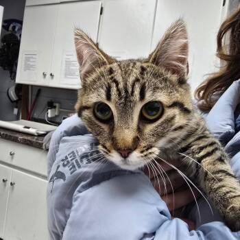 Domestic Short Hair Cats Available for Adoption - Oliver | PetCurious