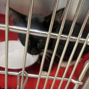 S62624 -  Domestic Short Hair Cat for Adoption in Newark, New Jersey - S62624 | PetCurious