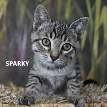 Sparky/Miso -  Domestic Short Hair Cat for Adoption in Yuma, Arizona - Sparky/Miso | PetCurious