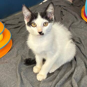 Tetra -  Domestic Short Hair Cat for Adoption in Tulsa, Oklahoma - Tetra | PetCurious