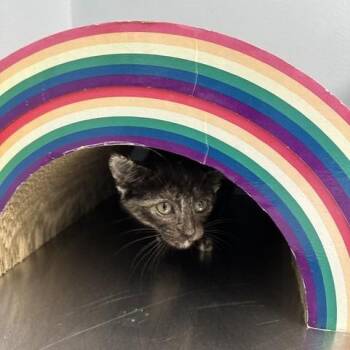 Chivilli -  Domestic Short Hair Cat for Adoption in Indianapolis, Indiana - Chivilli | PetCurious