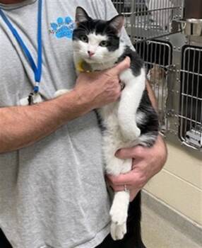 Rescue Domestic Short Hair Cats for Adoption in St. Louis, Missouri - DIET COKE | PetCurious