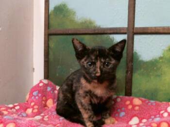 BELL -  Domestic Short Hair Cat for Adoption in Houston, Texas - BELL | PetCurious