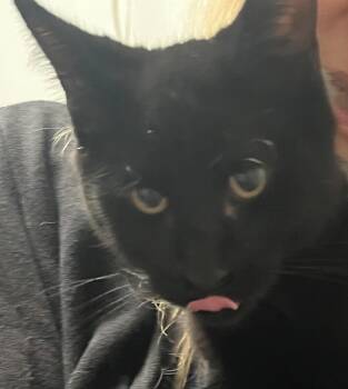 Rescue Domestic Short Hair Cats for Adoption in Saginaw, Michigan - Runtie | PetCurious