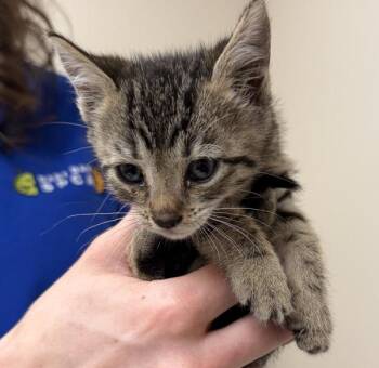Paprika -  Domestic Short Hair Cat for Adoption in Oakland, California - Paprika | PetCurious