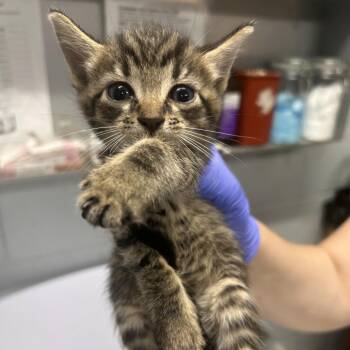 Sharky -  Domestic Short Hair Cat for Adoption in Summerville, South Carolina - Sharky | PetCurious