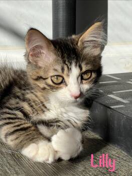 Lilly -  Tabby Cat for Adoption in Crescent City, California - Lilly | PetCurious