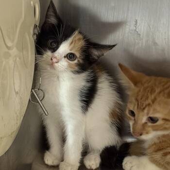 Gouber -  Domestic Short Hair Cat for Adoption in Tuscaloosa, Alabama - Gouber | PetCurious