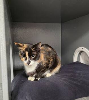 Hera -  Domestic Short Hair Cat for Adoption in Hudson, New Hampshire - Hera | PetCurious