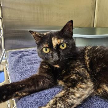 Pistachio -  Domestic Short Hair Cat for Adoption in Burlington, Ontario - Pistachio | PetCurious