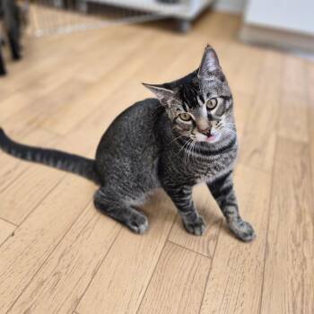 Haven -  Domestic Short Hair Cat for Adoption in Woodstock, Illinois - Haven | PetCurious