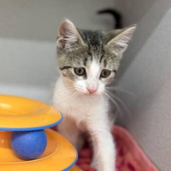 Fritter -  Domestic Short Hair Cat for Adoption in Atlanta, Georgia - Fritter | PetCurious