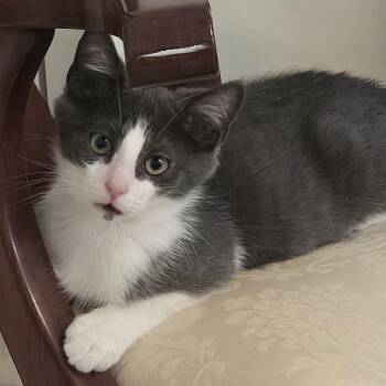 Julio -  Domestic Short Hair Cat for Adoption in Lemoyne, Pennsylvania - Julio | PetCurious