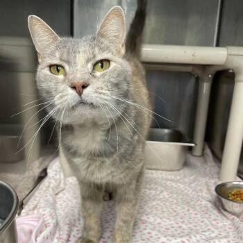 Helen of Troy -  Domestic Short Hair Cat for Adoption in Roanoke, Virginia - Helen Of Troy | PetCurious