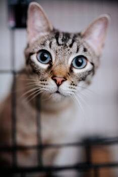Domestic Short Hair and American Shorthair Cats Available for Adoption in Houston, Texas - Kahlua | PetCurious
