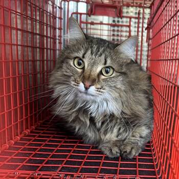 Domestic Medium Hair Cats Available for Adoption in Birmingham, Alabama - Lil