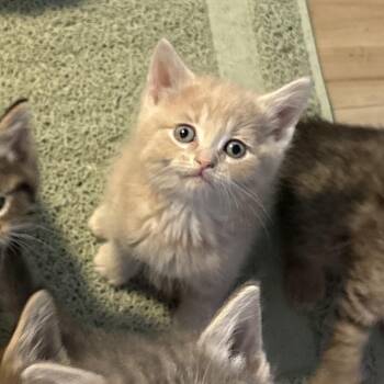 Ceres - Blonde Tabby -  Domestic Short Hair Cat Available for Adoption in Greenfield, Indiana - Ceres - Blonde Tabby | PetCurious