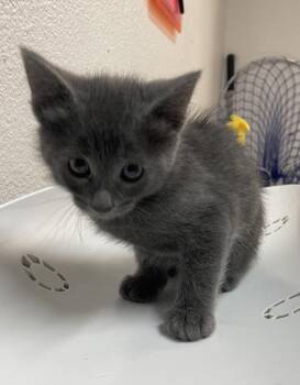 Domestic Medium Hair Cats Available for Adoption in Sacramento, California - Ryan | PetCurious