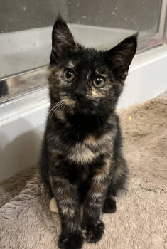 Rescue Domestic Short Hair Cats for Adoption in Broomfield, Colorado - PEARL | PetCurious