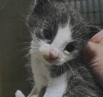Mango -  Domestic Short Hair Cat for Adoption in Fort Madison, Iowa - Mango | PetCurious