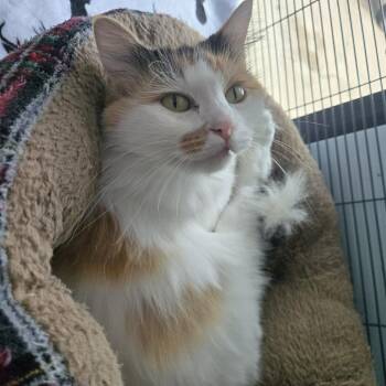 Domestic Long Hair Cats Available for Adoption in Fort Smith, Arkansas - Esther (25-11767) | PetCurious