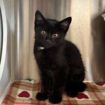Thing 1 -  Domestic Short Hair Cat for Adoption in Nashville, Indiana - Thing 1 | PetCurious