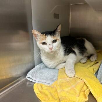 Honey Bear -  Domestic Short Hair Cat for Adoption in Goleta, California - Honey Bear | PetCurious