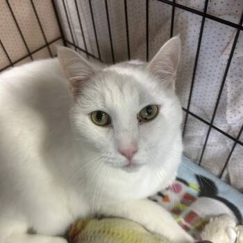Saint -  Domestic Short Hair Cat for Adoption in Mokena, Illinois - Saint | PetCurious