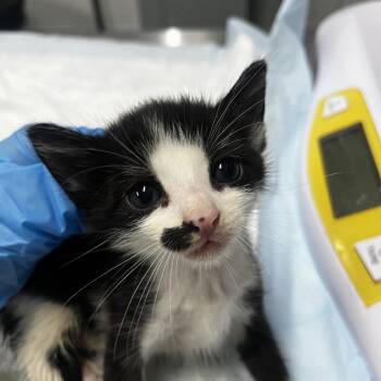 Christy -  Domestic Short Hair Cat for Adoption in Summerville, South Carolina - Christy | PetCurious