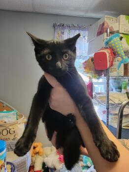 Rescue Domestic Short Hair Cats for Adoption in Anderson, Indiana - Pickle | PetCurious