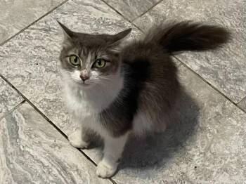 Trinket -  Domestic Medium Hair Cat for Adoption in Rossville, Georgia - Trinket | PetCurious